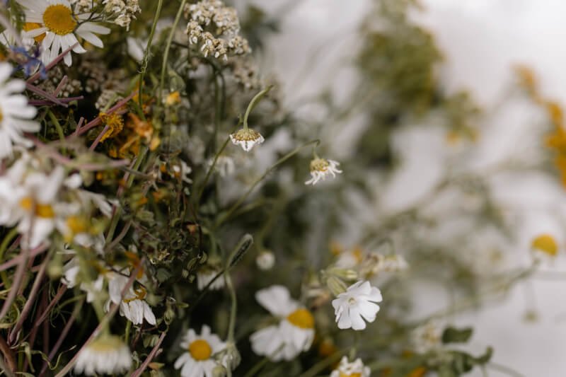 The Complete Guide To Edible Wild Plants